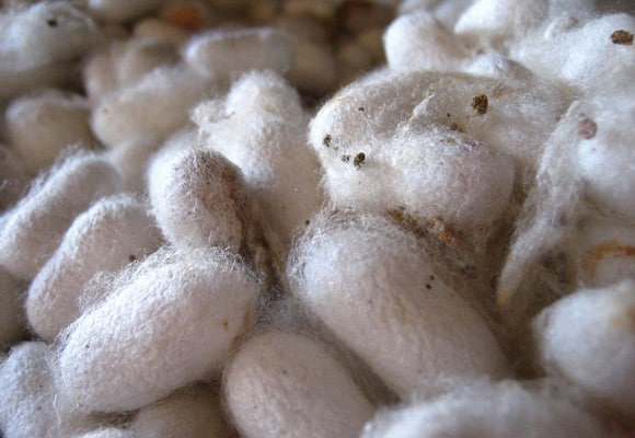 What is Silk and Silk Worms